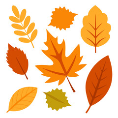 Fototapeta premium Collection of autumn leaves isolated on a transparent background.
