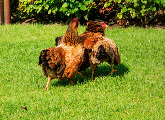 Chickens (Hens) fighting foor food 