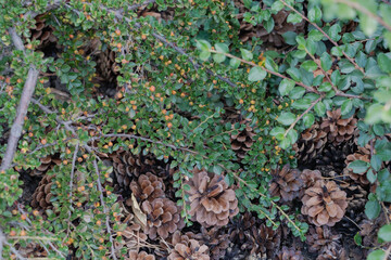 A close-up photo of the ground covered in small brown pine cones and green leaves, with some yellow berries on low-hanging branches