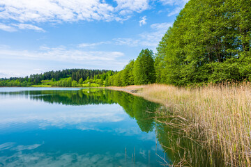 View of beautiful Wigry lake shore with grass and trees, Wigry National Park, Podlasie, Poland