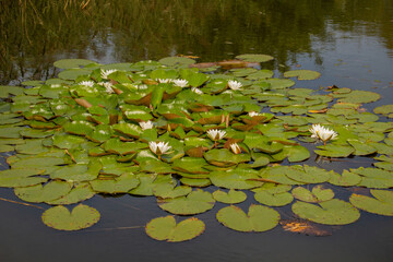 Nymphaea alba also known as the European white water lily