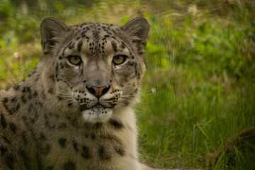 A closeup of a snow Leopard looking at the camera