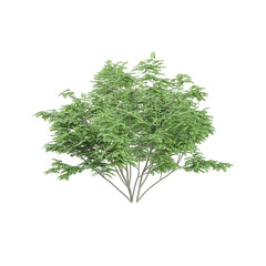 Collection of Caragana tree with realistic style