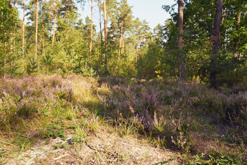 wrzosy  © Marcin Łazarczyk