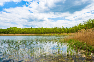 View of Kamedul lake and green landscape, Suwalski Landscape Park, Podlasie, Poland