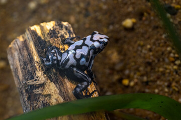 Dendrobates auratus f. Pena Blanca, Green and black poison frog Pena Blanca