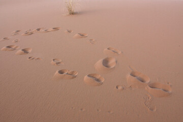 Sahara dunes, waves and footprints in the sand, background