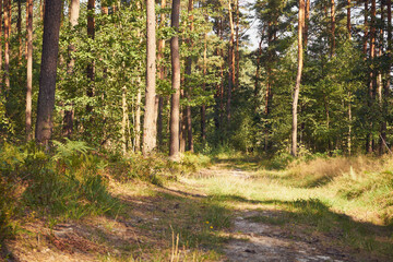 leśna droga  © Marcin Łazarczyk