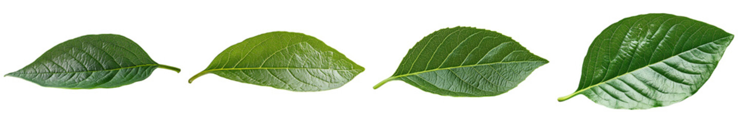 Obraz premium Green leaves in various shapes isolated on transparent background