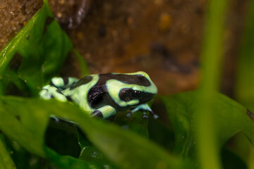 Dendrobates auratus f. Green, Green and black poison frog Green