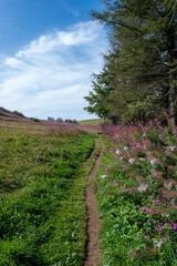 Fototapeta premium Landscape with a footpath, with pink flowers, trees and meadow