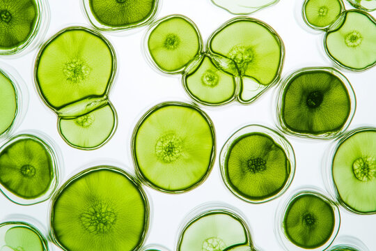 Green pigment under microscope in lab . Heap of chlorella or spirulina algae cells, chlorophyll or matcha, on light background. Superfood concept powder. 