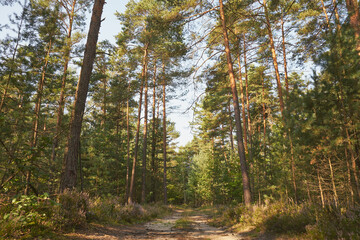 leśna droga  © Marcin Łazarczyk