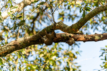 squirrel eating from a tree upside down 
