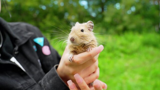 A person is holding a small homemade squirrel outdoors, surrounded by greenery
