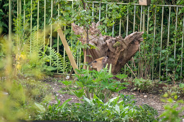 a Muntjac deer feeding in a garden, Wilts UK