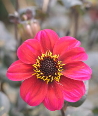 Beautiful close-up of a mignon dahlia