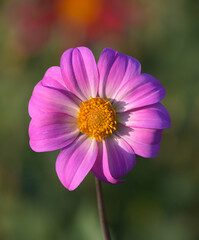 Fototapeta premium Beautiful close-up of a single-flowered dahlia