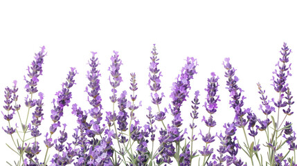 A composition of several lavender flowers isolated on transparent background