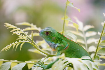 Key Largo Young Iguana 