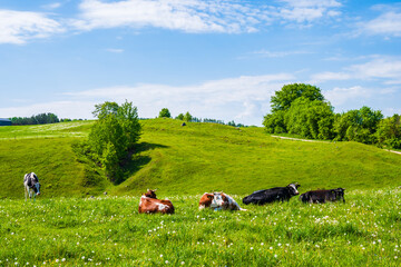 Small shrine along rural road in green landscape with meadows and trees, Suwalski Landscape Park, Podlasie, Poland