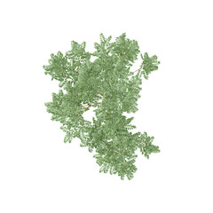 Obraz premium Black locus tree from the top view isolated on white Canvas