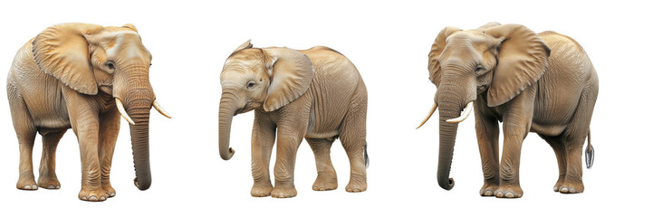 Obraz premium Three realistic elephants standing together in a natural pose