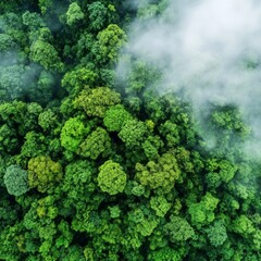 Forests as Climate Guardians, exploring how forests absorb carbon dioxide, regulate temperatures, preserve biodiversity, and contribute to sustainable ecosystems.