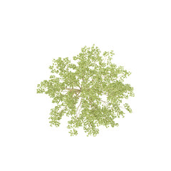 Naklejka premium collection of Silver birch Plant with realistic style from top view