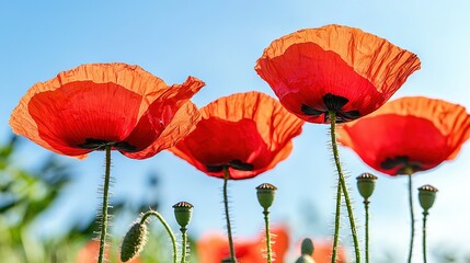 Obraz premium A field of green grass with poppies, blue sky background