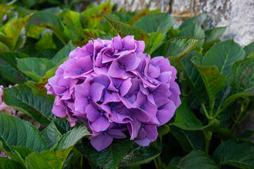 purple hydrangea
