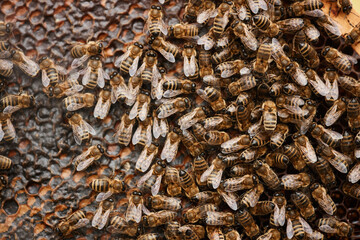 Top view of numerous number of active bees sitting on capped cells sealing honeycomb with wax at apiary