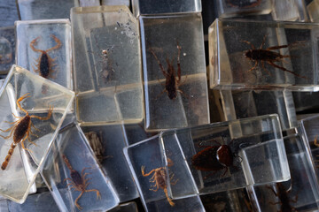 scattered pieces of a vintage insects collection, flea market