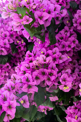 pink flowers in a garden