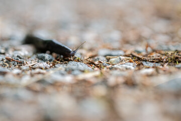 Black slug slowly moving on a gravel road.