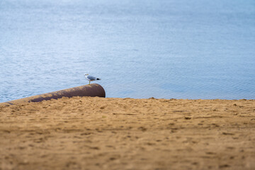 Obraz premium Sea gull perching on a pipe on a beach.