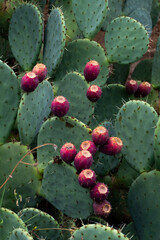 prickly cactus in bloom