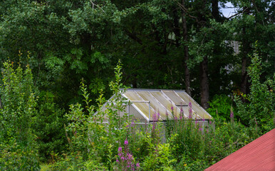 Small overgrown green house in a forest clearing.