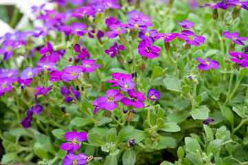 Obraz premium close-up of Aubretia Purple shades flowers, Rock Cress, Wilts UK