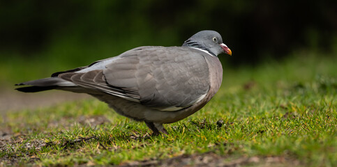 Pigeon searching for food in the grass.