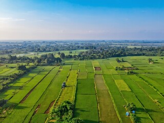 Obraz premium Lush green rice fields stretch across the countryside, showcasing agricultural beauty under a clear blue sky during the sunny afternoon