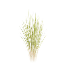 Fototapeta premium Wheat Tuft | High Resolution, Isolated, 3D Rendering