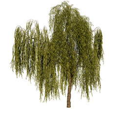 Weeping Willow Deciduous Tree   High Resolution, Isolated, 3D Render © SoloWayCo.