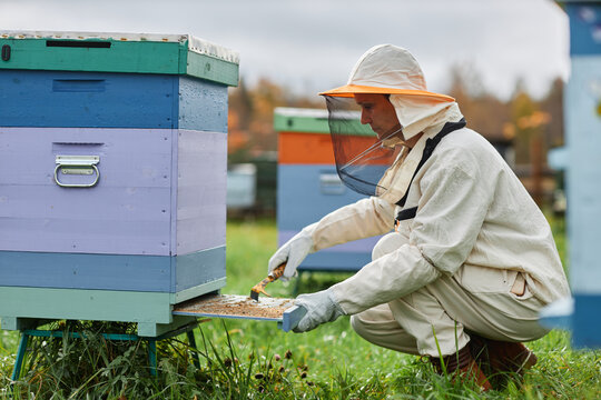 Side view of serious mature female beekeeper in protective bee suit cleaning wooden colorful beehive scraping dirt off bottom board at apiary farm