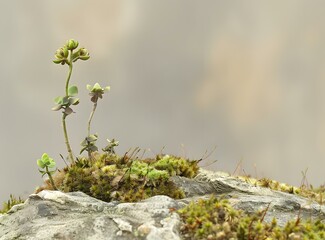 Green Moss Growing On A Rock