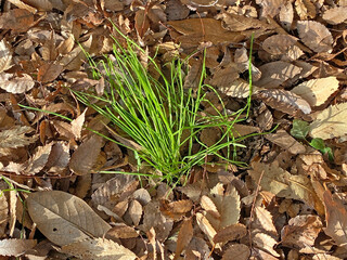 落ち葉から生まれる野草