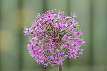 detailed close up of an Allium hollandicum 'Persian Onion' or 'Dutch Garlic'