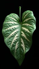 a large green and yellow leaf