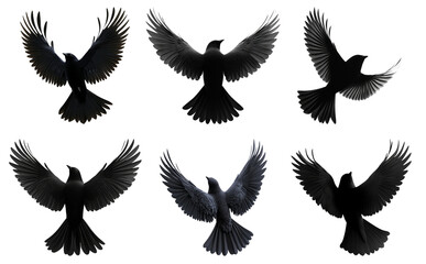 Fototapeta premium Set of six flying crows in various positions isolated on transparent background