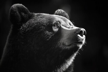 Close-up Black and White Portrait of a Bear's Face